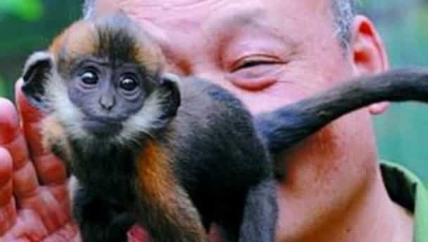 Chinese zoo keeper saves monkey’s life… by licking its arse for an hour Chinese zoo keeper saves monkey’s life… by licking its arse for an hour