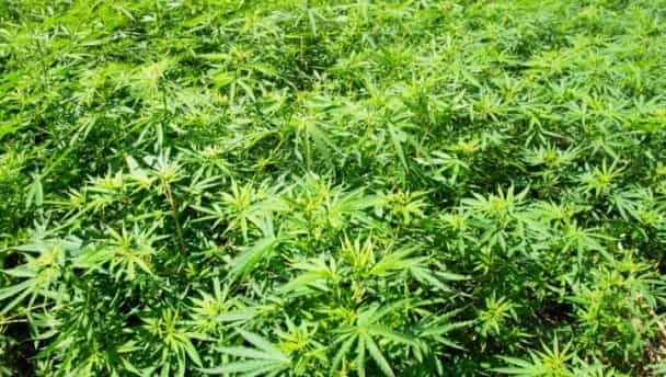 Can marijuana really stop the spread of cancer? Can marijuana really stop the spread of cancer?