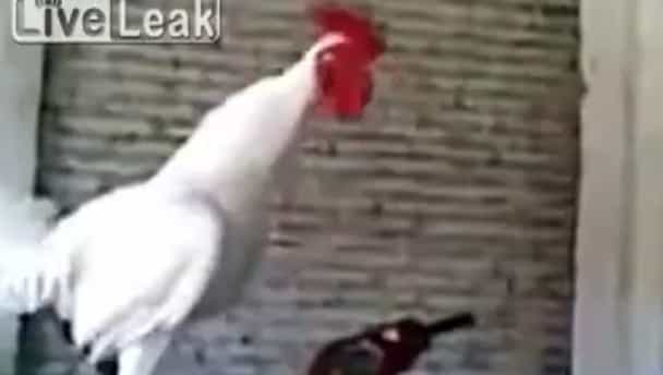 We’ve had screaming goats, what about laughing cocks? We’ve had screaming goats, what about laughing cocks?