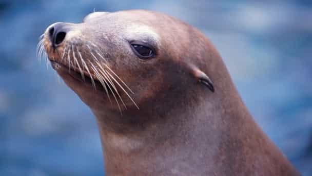 Video: Whatever goats can do, seals can do better Video: Whatever goats can do, seals can do better