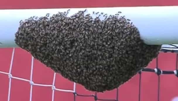 Bees delay start of Brazilian football match Bees delay start of Brazilian football match