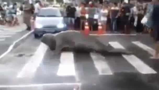 Seal stops traffic in Brazil Seal stops traffic in Brazil