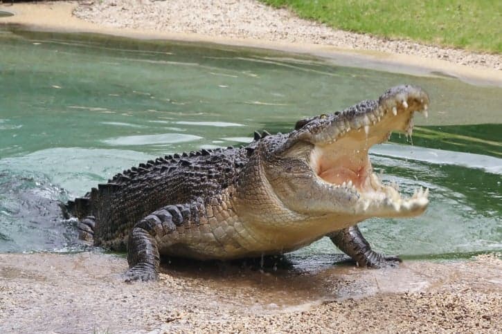 Video: Terrifying footage shows monster crocodile hunting down swimming tourist Video: Terrifying footage shows monster crocodile hunting down swimming tourist