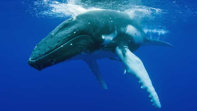 What it looks like to have a giant whale under your boat and know absolutely nothing about it What it looks like to have a giant whale under your boat and know absolutely nothing about it