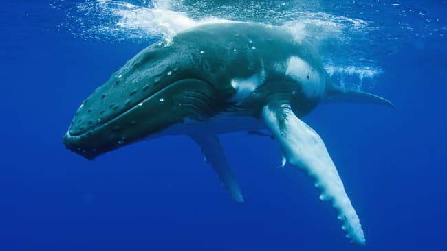 What it looks like to have a giant whale under your boat and know absolutely nothing about it What it looks like to have a giant whale under your boat and know absolutely nothing about it