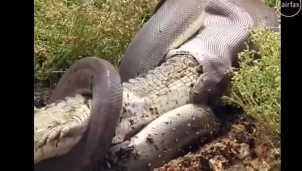 Pics: Enormous snake eats a big crocodile in Australia Pics: Enormous snake eats a big crocodile in Australia