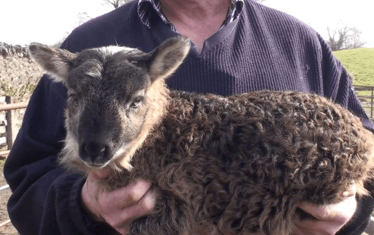 Video: Extremely rare goat-sheep hybrid born in Co. Kildare Video: Extremely rare goat-sheep hybrid born in Co. Kildare