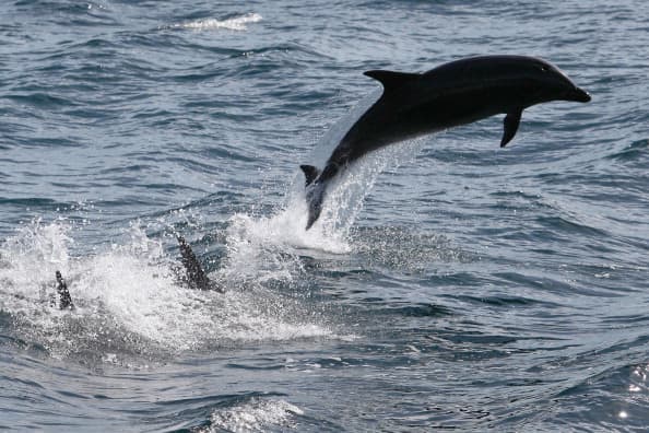 Dolphin dies after being passed around for selfies Dolphin dies after being passed around for selfies