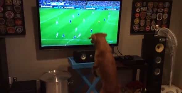 Video: This dog just loves watching the World Cup Video: This dog just loves watching the World Cup