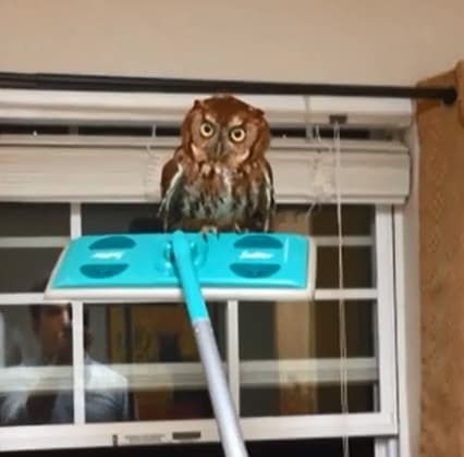 Video: Owl be damned. Man removes the scariest-looking owl ever from his house using a Swiffer Video: Owl be damned. Man removes the scariest-looking owl ever from his house using a Swiffer