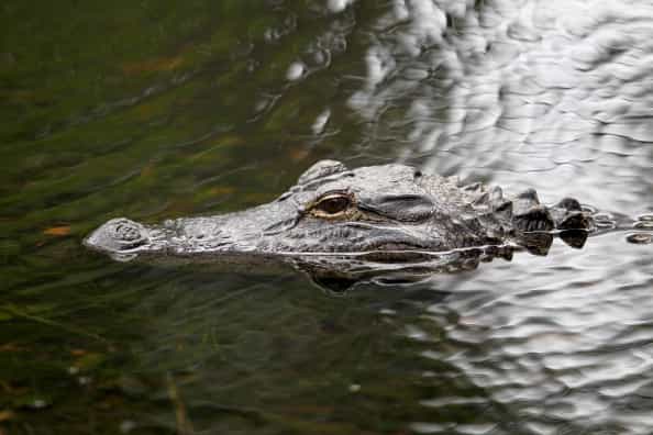 Pics: Holy moly! Check out the size of this monster alligator caught in Alabama Pics: Holy moly! Check out the size of this monster alligator caught in Alabama