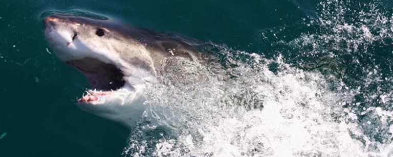 It looks like some of the most dangerous sharks could be heading towards Ireland It looks like some of the most dangerous sharks could be heading towards Ireland
