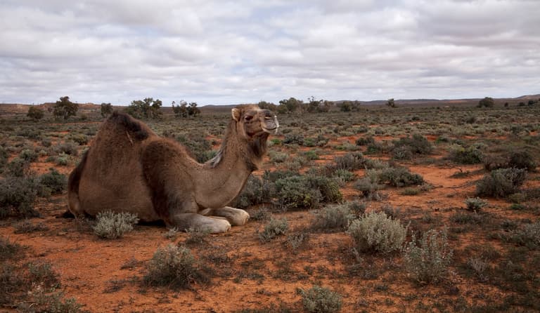 Australia begins cull of over 10,000 wild camels due to drought Australia begins cull of over 10,000 wild camels due to drought
