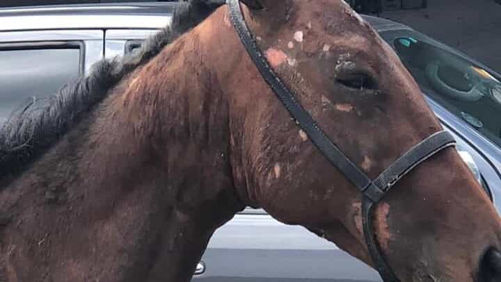Gardai undertake searches as part of horse trafficking swoop across Ireland Gardai undertake searches as part of horse trafficking swoop across Ireland