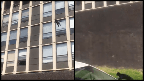 Cat jumps from fifth-floor of burning building in Chicago and runs away unharmed Cat jumps from fifth-floor of burning building in Chicago and runs away unharmed