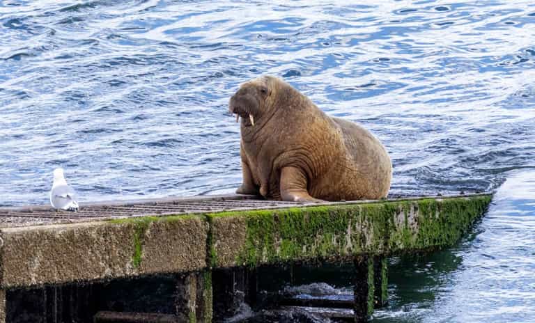 Wally the Walrus “well on his way home” after being spotted in Iceland Wally the Walrus “well on his way home” after being spotted in Iceland