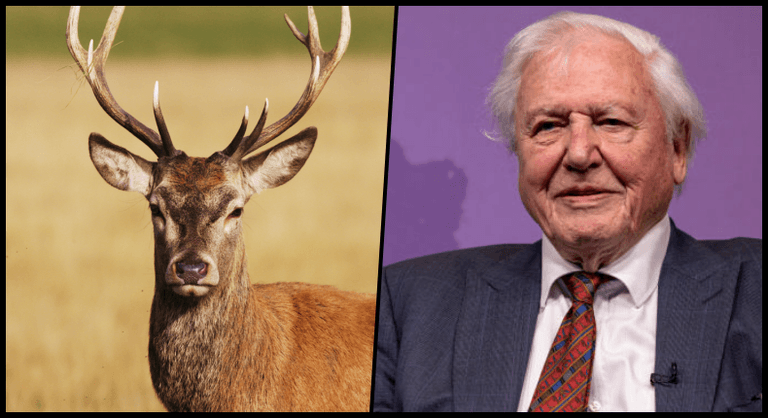David Attenborough is coming to Ireland for new nature documentary David Attenborough is coming to Ireland for new nature documentary