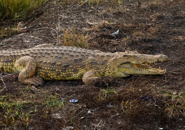 Boy, 1, eaten alive by 11-foot crocodile in front of dad on fishing trip Boy, 1, eaten alive by 11-foot crocodile in front of dad on fishing trip