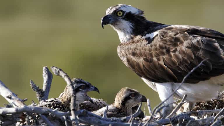 Bird of prey breeding in Ireland for the first time in 200 years Bird of prey breeding in Ireland for the first time in 200 years