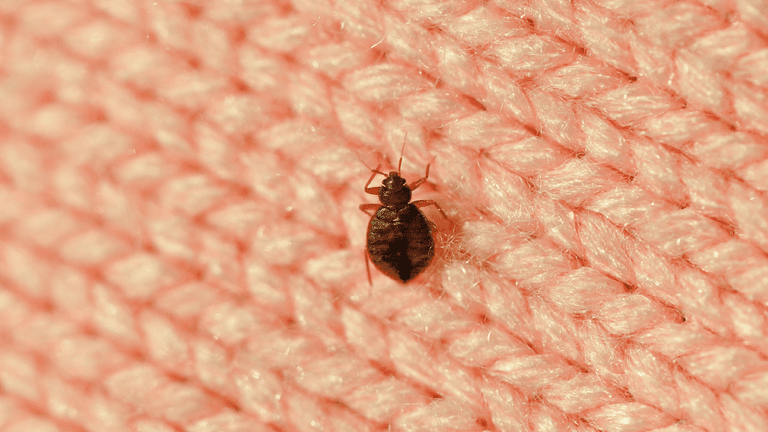 Irish rugby fans on alert as bedbugs invade French cities Irish rugby fans on alert as bedbugs invade French cities