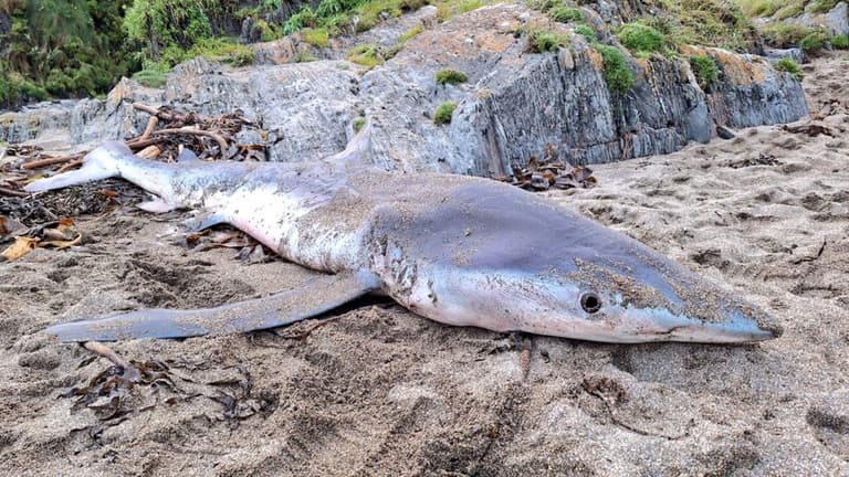 Researchers called after shark washes up on Cork beach with ‘no clear cause of death’ Researchers called after shark washes up on Cork beach with ‘no clear cause of death’
