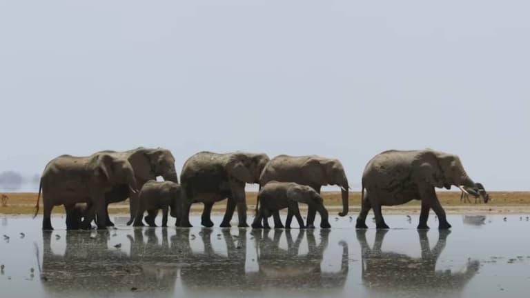 Viewers struggle to get through first trailer for Planet Earth III Viewers struggle to get through first trailer for Planet Earth III