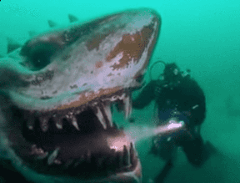 Evil or Genius? The underwater shark statue that’s terrifying divers Evil or Genius? The underwater shark statue that’s terrifying divers