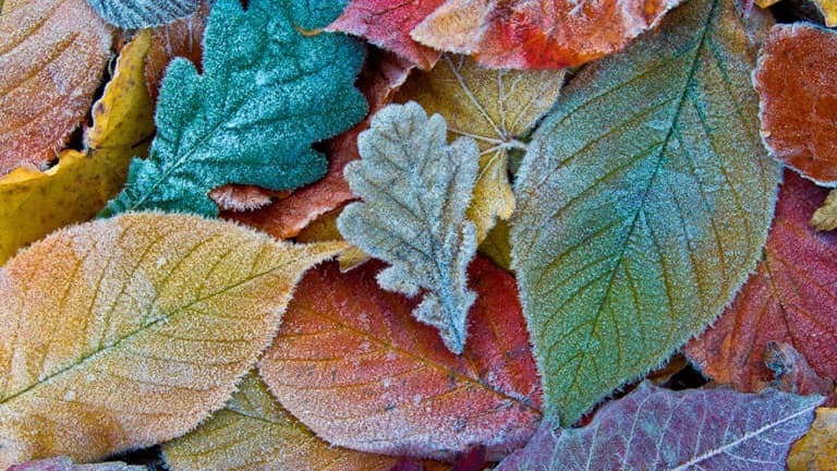 Met Éireann predicts frost on the way very soon following mixed forecast Met Éireann predicts frost on the way very soon following mixed forecast