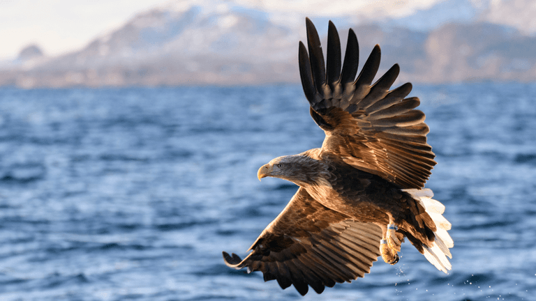 ‘Heartbreaking’ shooting of rare, endangered eagle in Roscommon sparks investigation ‘Heartbreaking’ shooting of rare, endangered eagle in Roscommon sparks investigation