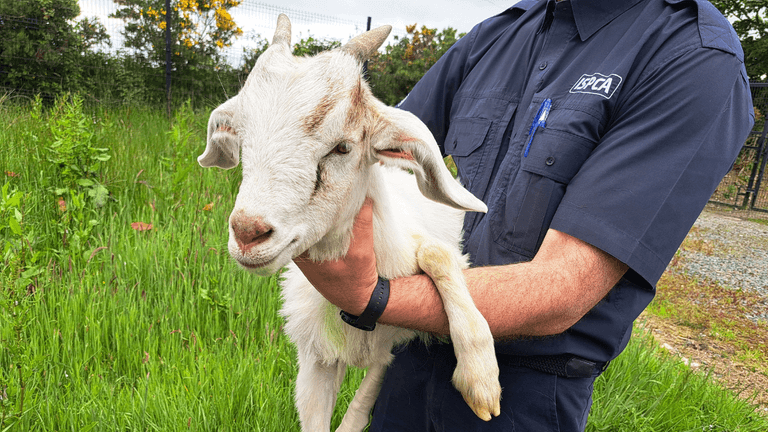 Baby goat rescued from Donegal castle tower after being trapped for three days Baby goat rescued from Donegal castle tower after being trapped for three days