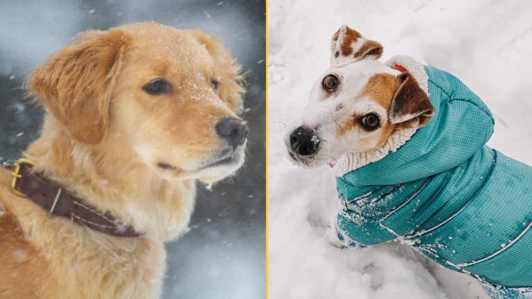 Expert issues warning over when it’s too cold to walk your dog Expert issues warning over when it’s too cold to walk your dog