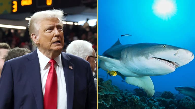 Donald Trump says bringing back plastic straws is fine because sharks can eat them Donald Trump says bringing back plastic straws is fine because sharks can eat them