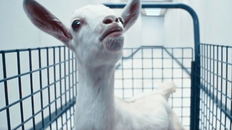 Severance star responds to ‘wild’ viral fan theory involving goats Severance star responds to ‘wild’ viral fan theory involving goats