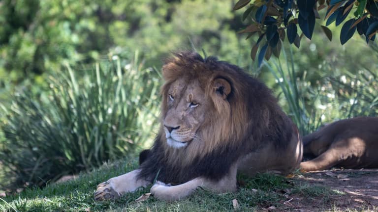 Girl, 14, killed by lion after being snatched from residential compound Girl, 14, killed by lion after being snatched from residential compound