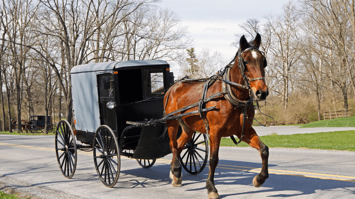 Gardai investigate horse crash during Dublin funeral procession