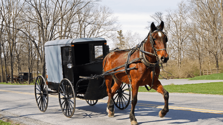 Gardai investigate horse crash during Dublin funeral procession Gardai investigate horse crash during Dublin funeral procession