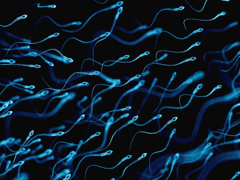 First-ever Sperm Racing World Cup announced and there’s some strict rules to compete First-ever Sperm Racing World Cup announced and there’s some strict rules to compete
