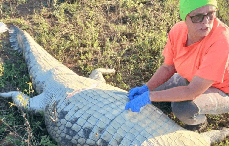 Missing hotel owner found dead inside crocodile Missing hotel owner found dead inside crocodile