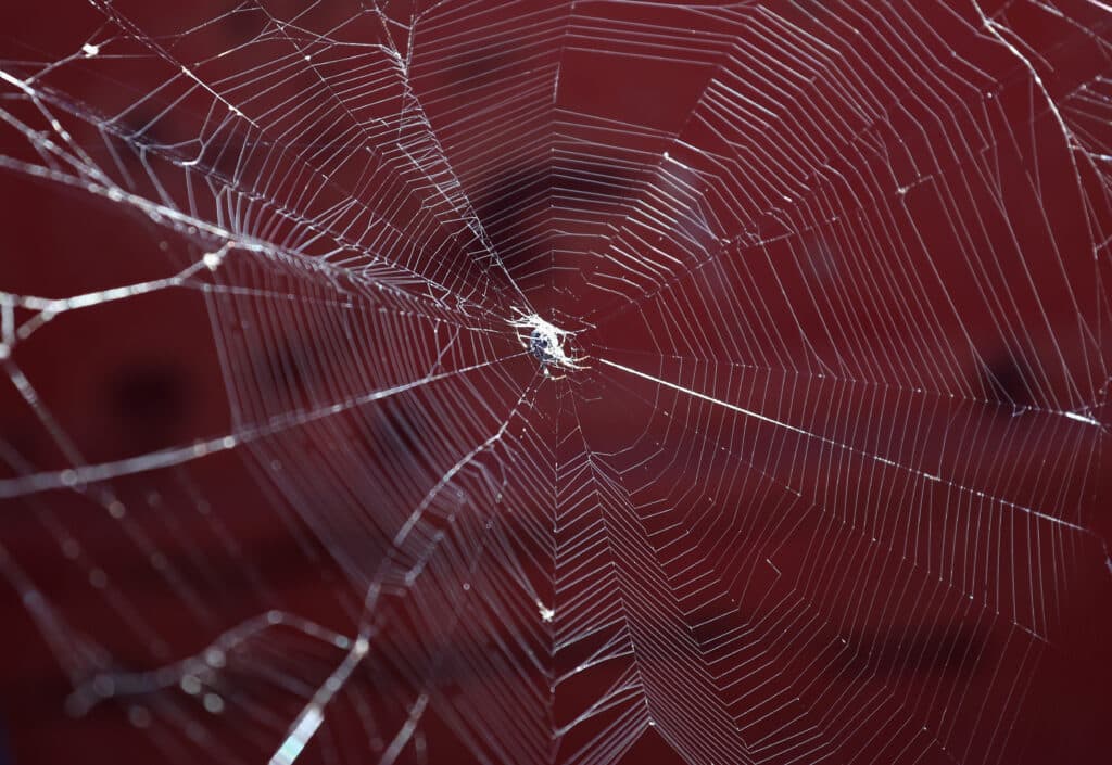 Why you may spot more spiders at your home in Autumn and how to deal with them