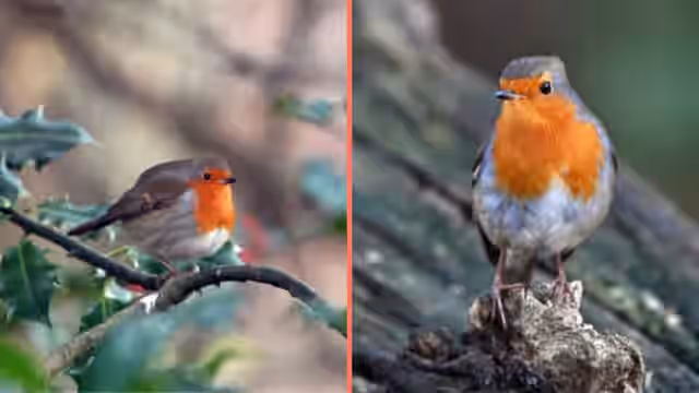 Irish households urged to take action if they see robins in their garden Irish households urged to take action if they see robins in their garden