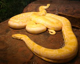 Video: Good news, snakes can open your door now