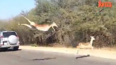 Video: Impala finds a unique way of escaping a cheetah