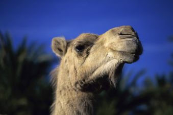 Pic: It’s so warm in Donegal there’s a camel on a beach…