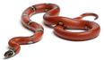 Snakes on a…penis? Man gets bitten where no man should get bitten