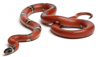 Snakes on a…penis? Man gets bitten where no man should get bitten