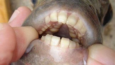 Scandinavian men warned about testicle eating fish
