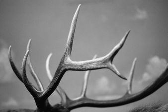 Video: Russian trucker smashes giant deer into bridge
