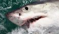 Pic: Deadliest catch? Fisherman climbs inside dead shark for photo