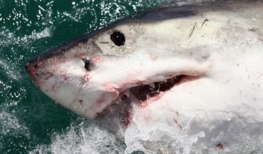 Pic: Deadliest catch? Fisherman climbs inside dead shark for photo