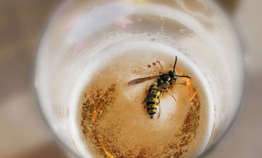 Video: Bloke chugs a cup of bees for $105